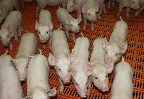 Белгородское предприятие почти на четверть увеличило производство свинины