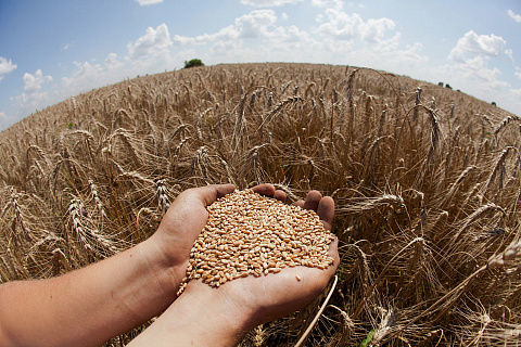 Россия хочет увеличить поставки зерна в Мексику